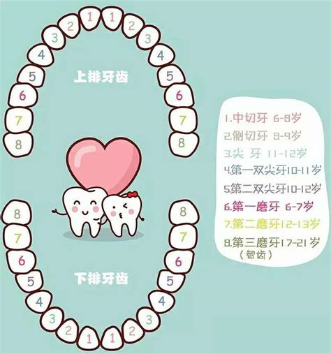 人有多少顆牙齒|正常人有多少牙齒？你可能從沒知道過